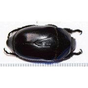 MACRASPIS NAZARETI
